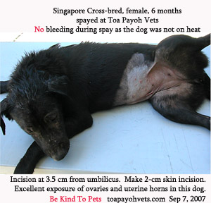 Best location for this dog spay is 3.5 cm from umbilicus. 2-cm skin incision. Toa Payoh Vets