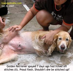 Golden Retriever licked off stitches by day 7 after spay. Proud Flesh. Toa Payoh Vets  