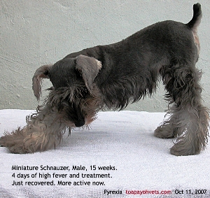 4 days of fever. Miniature Schnauzer has recovered now. Toa Payoh Vets