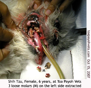 Shih Tzu, previously had bladder stone removed, dental extraction now. Toa Payoh Vets