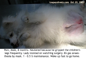Hypersexuality in gripping children's hands and legs. Pom 8 months. Neutered. Toa Payoh Vets.