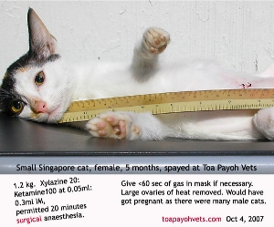 Spay at 5 months before the cat gets pregnant. Toa Payoh Vets