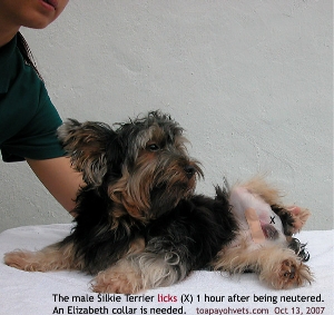 Male Silkie Terrier neutered. Licks surgical area red in <1 hr after neuter. Toa Payoh Vets 