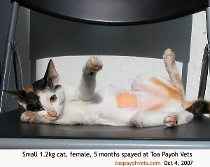 5-month-cat spayed. Remove plaster in 10 days if the cat has not done so. Toa Payoh Vets