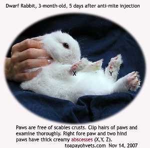 Paw Abscesses. Thick creamy pus - Netherlands dwarf rabbit, 3 months. Toa Payoh Vets