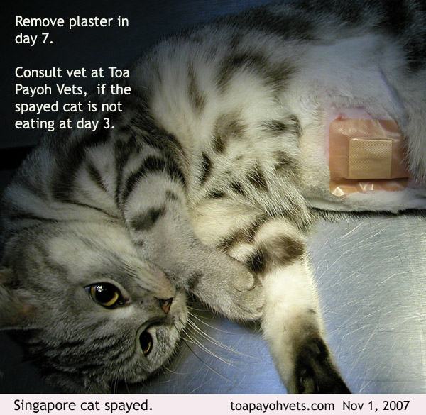 20070406About Toa Payoh Vets Singapore Toa Payoh Veterinary Surgery