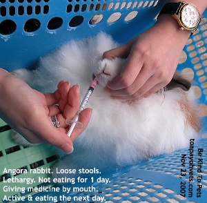 Singapore Angora rabbit anorexia and lethargy. Toa Payoh Vets 