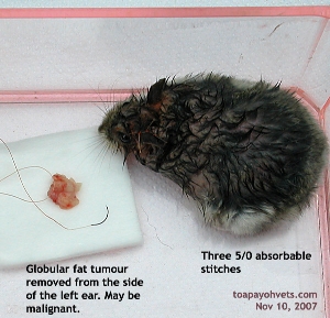Singapore dwarf hamster - gentle - fat tumour - Toa Payoh Vets