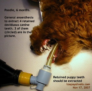 Four puppy teeth (retained deciduous canine) in Poodle, 6 months, anaesthesia. Toa Payoh Vets