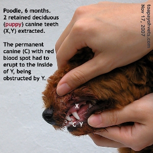 Four puppy teeth (retained deciduous canine) in Poodle, 6 months, extracted. Toa Payoh Vets