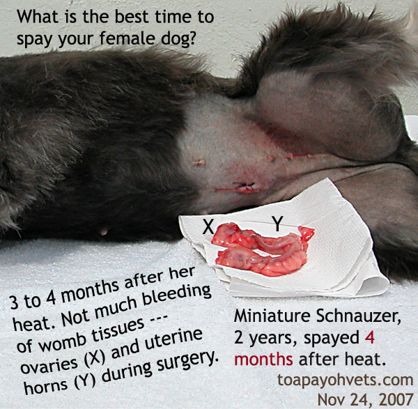 veterinary medicine heat Cat In Heat Symptoms. veterinary medicine heat