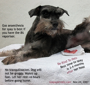 Best time to spay your female dog: 3-4 months after her heat. Toa Payoh Vets