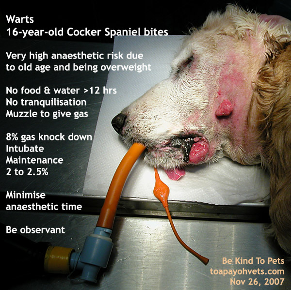 Dog Ear Warts