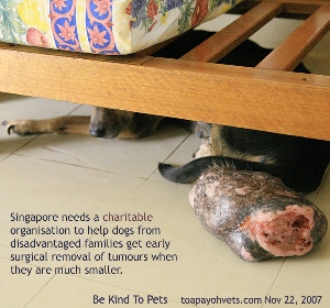 Massive tumour. Singapore Dog. Toa Payoh Vets