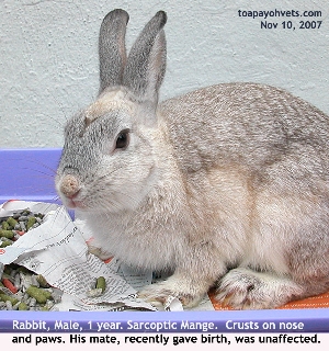 Singapore, Male rabbit, 1 year, sarcoptic mange. Female mate unaffected. Toa Payoh Vets