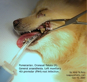 Pom Oronasal fistula, premolar 4 root infection, Toa Payoh Vets