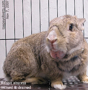 Rabbit abscess below chin drained. Swollen muscles. Now normal. Toa Payoh Vets