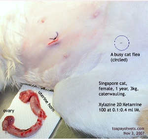 Cat fleas. Deworm cat. Remove fleas before spaying your cat. Toa Payoh Vets