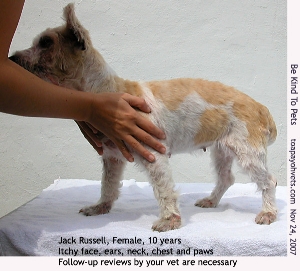 Jack Russell, female, spayed, 10 years, chronic dermatitis. Toa Payoh Vets