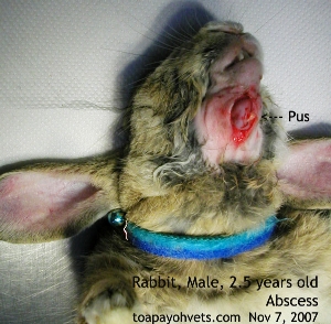 Rabbit abscess below chin. creamy thick pus.  Toa Payoh Vets