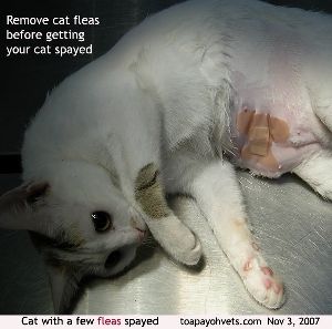 Cat fleas. Deworm cat. Remove fleas before going to the vet. Toa Payoh Vets