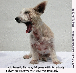 Jack Russell, female, spayed, 10 years, chronic dermatitis. Toa Payoh Vets