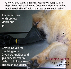 Chow Chow 4 months, Male, yellow debri in both ears. Hyperpigmented neck skin. Toa Payoh Vets