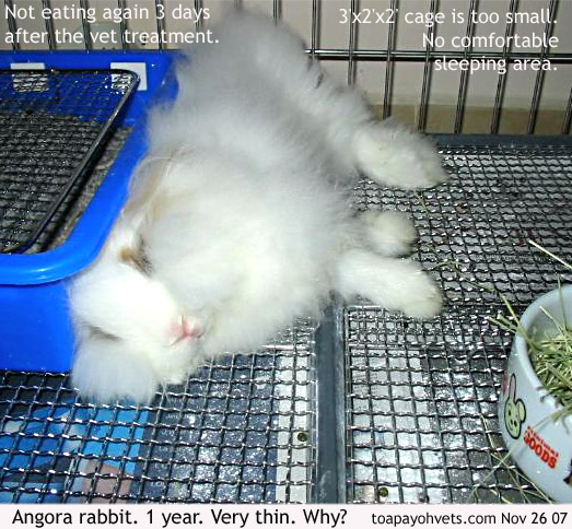 Angora rabbit is not eating.Why? toapayohvets, singapore