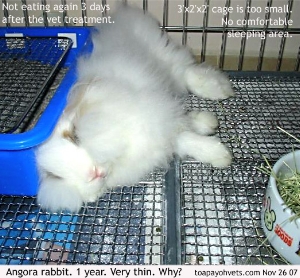 Singapore Angora Rabbit. Sleeping. Cage too small. Toa Payoh Vets