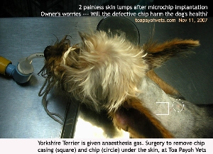 Owner is worried about health of the dog --- 2 microchip lumps. Toa Payoh Vets