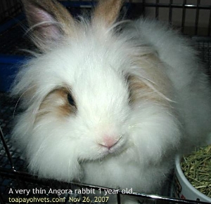 Singapore Angora rabbit. Anorexia. Toa Payoh Vets