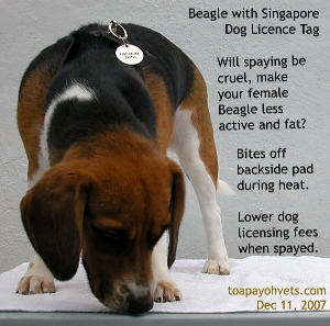 To spay or not to spay the female Beagle? Toa Payoh Vets 