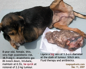 Female, 8 years old, dog, large tumour removed. Toa Payoh Vets