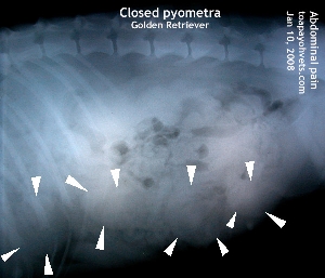 Golden Retriever. Closed pyometra. Cystic endometrial hyperplasia. Toa Payoh Vets.