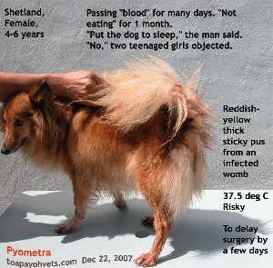 Pyometra, open, Shetland Sheepdog. Singapore. Copious reddish yellow pus from vagina. Toa Payoh Vets.