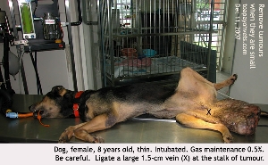 Female, 8 years old, dog, large tumour, general anaesthesia. Toa Payoh Vets