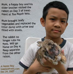 Conjunctivitis. Singapore Rabbit. Toa Payoh Vets