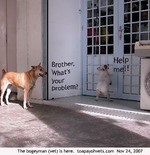 Do dogs suffer from panic attacks?  Toa Payoh Vets