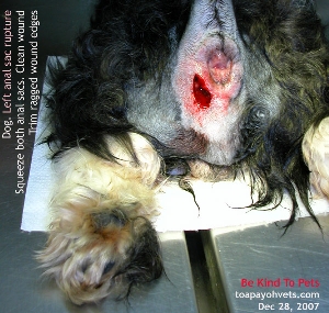 Dog. Left Anal Sac Rupture. Ragged wound edges trimmed. Toa Payoh Vets