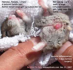 Hamster. Inflammed and irritating large skin tumour near the vulva. Toa Payoh Vets.