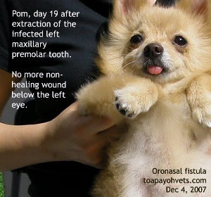 Pom with no more weepy wound below left eye. Oro-nasal fistula. Toa Payoh Vets