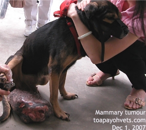 8-year-old dog, gigantic mammary tumour. Singapore. Toa Payoh Vets