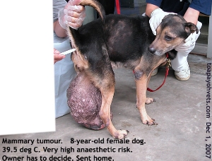 Gigantic mammary tumour. Old dog. Singapore. Toa Payoh Vets