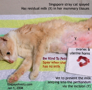Don't spay a female cat when she has milk. Toa Payoh Vets