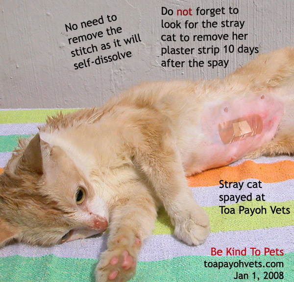 cat neutered