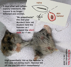 Hamster. Inflammed and irritating large skin tumour near the vulva. Toa Payoh Vets