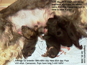 Miniature Schnauzer 65th day. Caesarean. Pups still alive. Toa Payoh Vets