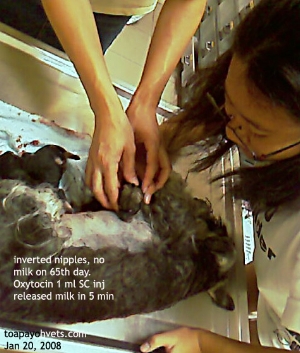 Oxytocin injection released milk to pups. Toa Payoh Vets