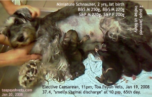 Miniature Schnauzer 65th day. Caesarean. 2 pups stuck at ut body. Toa Payoh Vets