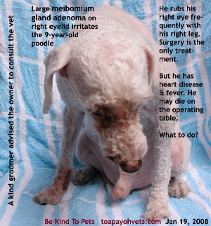 Meibomium gland tumour older poodle with heart disease. Toa Payoh Vets